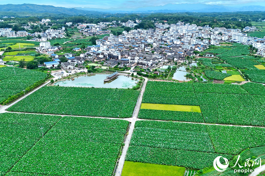 三洲村全貌。人民網(wǎng) 李昌乾攝