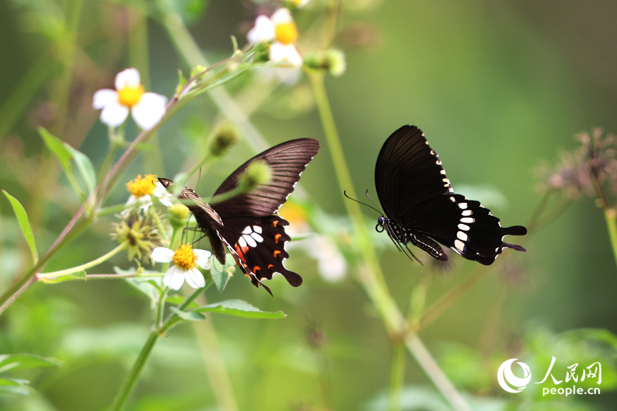 玉帶鳳蝶在花叢里穿梭。人民網(wǎng)記者 陳博攝