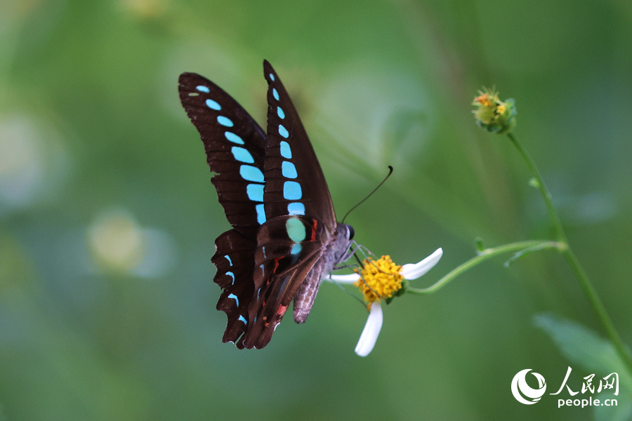 翅膀有藍綠色花紋的青鳳蝶。人民網(wǎng)記者 陳博攝