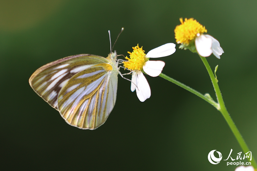 翅膀上布滿花粉的黑脈園粉蝶。人民網(wǎng)記者 陳博攝