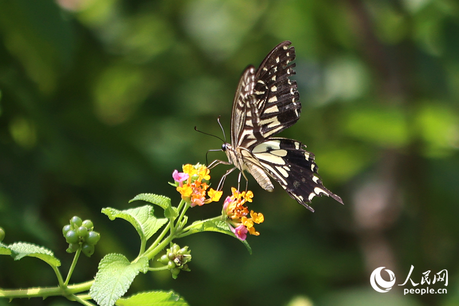 柑橘鳳蝶在吸食花蜜。人民網(wǎng)記者 陳博攝
