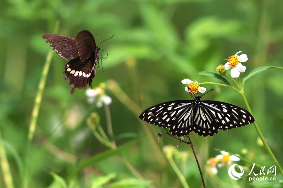 斑鳳蝶與玉帶鳳蝶在花叢中飛舞。人民網(wǎng)記者 陳博攝