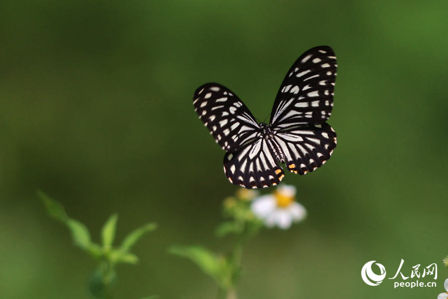 飛舞的斑鳳蝶。人民網(wǎng)記者 陳博攝