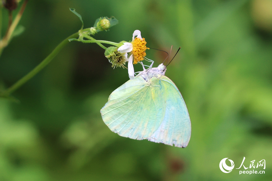 翅膀泛著熒光的遷粉蝶。人民網(wǎng)記者 陳博攝