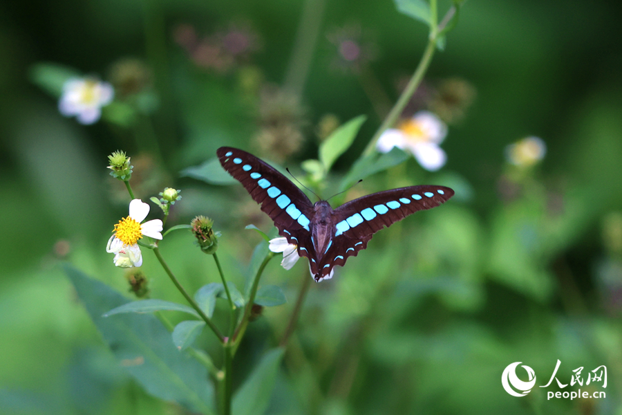青鳳蝶在花叢中格外亮眼。人民網(wǎng)記者 陳博攝