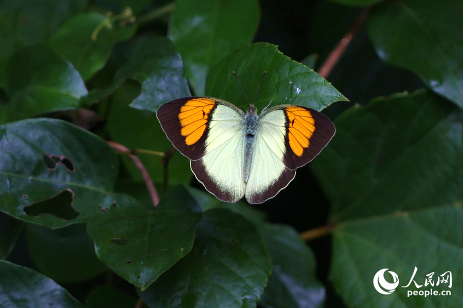 色彩艷麗的橙粉蝶停留在綠植枝頭。人民網(wǎng)記者 陳博攝