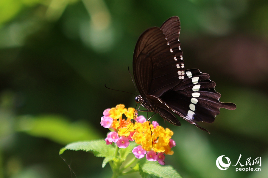 有著黑白相間尾翼的玉帶鳳蝶。人民網(wǎng)記者 陳博攝