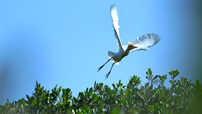 紅樹林中鷺鳥翩躚美如畫時(shí)下正是鷺鳥繁殖的季節(jié)，位于漳州市云霄縣的漳江口紅樹林國(guó)家級(jí)自然保護(hù)區(qū)，數(shù)以千計(jì)的鷺科鳥類聚集在碧綠的紅樹林枝頭筑巢繁衍。