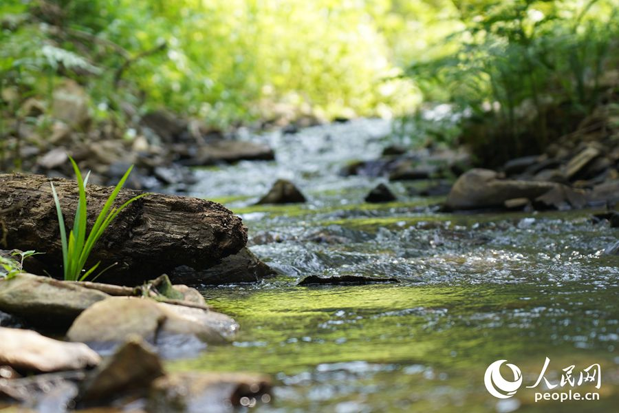 明溪縣優(yōu)良的自然生態(tài)環(huán)境吸引眾多鳥類棲息。人民網(wǎng)記者 蘭志飛攝