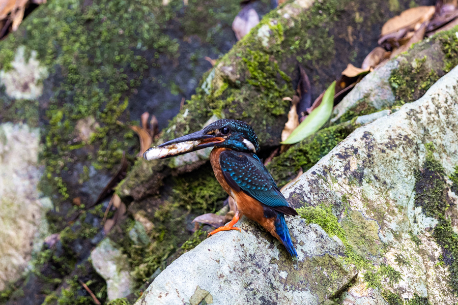 在明溪山澗中捕獵的國家二級保護動物斑頭大翠鳥。江月蘭攝