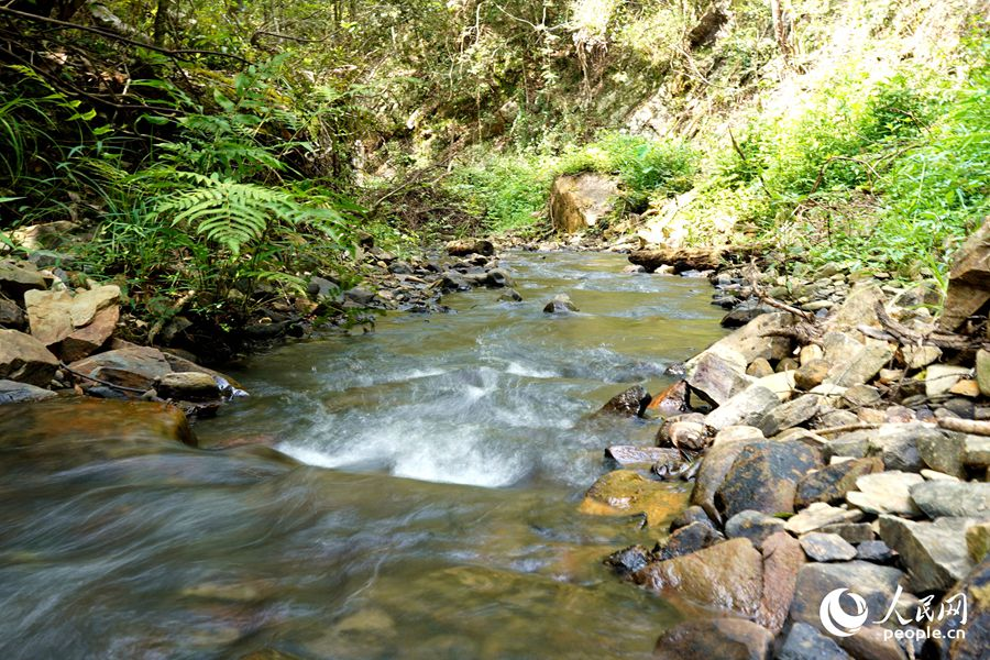 近年來，明溪縣推動森林由單一樹種向多樹種轉(zhuǎn)變，不斷豐富森林多樣性。人民網(wǎng)記者 蘭志飛攝