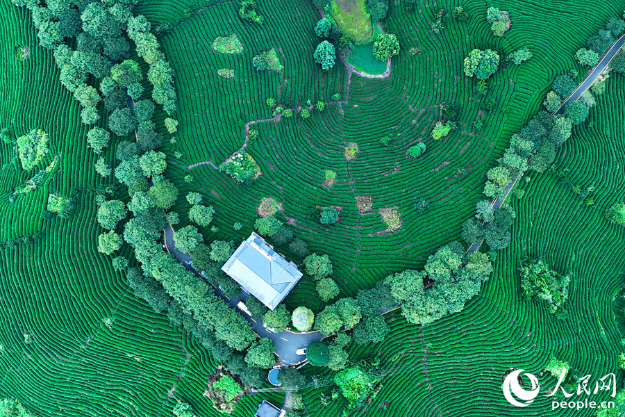 龍巖漳平市是種植高品質(zhì)高山茶的理想地。人民網(wǎng) 李昌乾攝