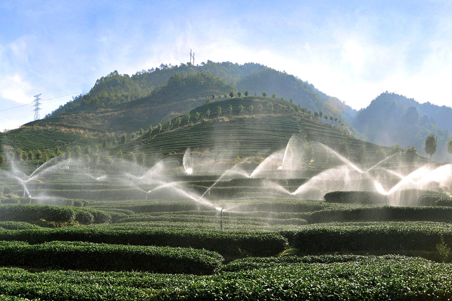 李志鴻的茶園內(nèi)，水利自動噴灌系統(tǒng)正在作業(yè)。漳平市融媒體中心供圖