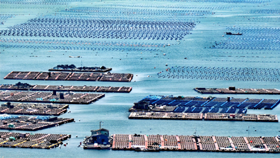 這片“海上牧場(chǎng)” “鮑”發(fā)力十足2024年，連江縣漁業(yè)產(chǎn)值達(dá)302.06億元，連續(xù)5年位居全國(guó)縣級(jí)第一，鮑魚產(chǎn)量達(dá)5.93萬噸，約占全國(guó)總量的三分之一，被譽(yù)為“中國(guó)鮑魚之鄉(xiāng)”。