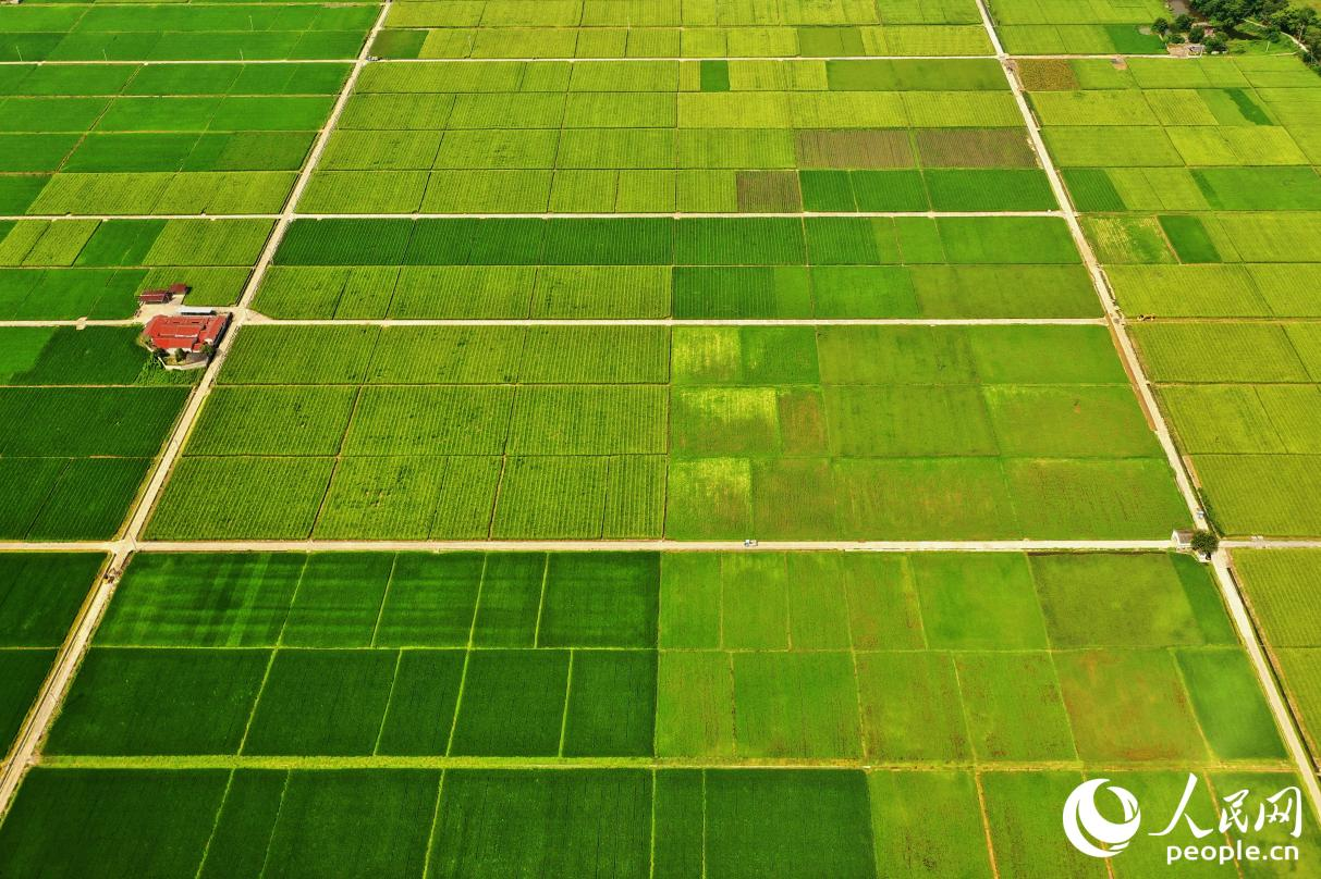 長汀縣萬畝水稻田呈現(xiàn)出漸變色的豐收之美。人民網(wǎng) 李唯一攝