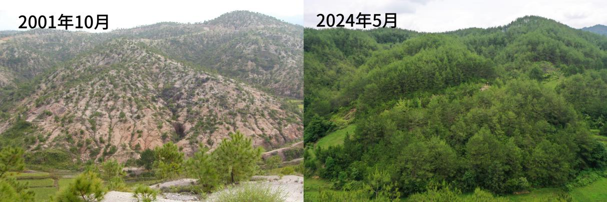 長汀縣露湖村石壁下水土流失治理前后對照圖。長汀縣水土保持中心供圖