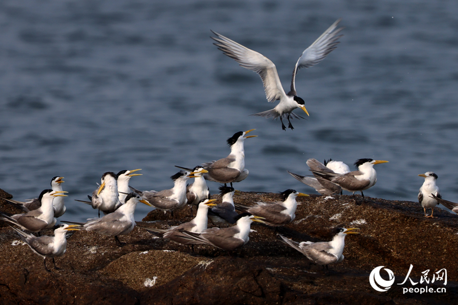 成群大鳳頭燕鷗“做客”廈門集美。人民網(wǎng)記者 陳博攝