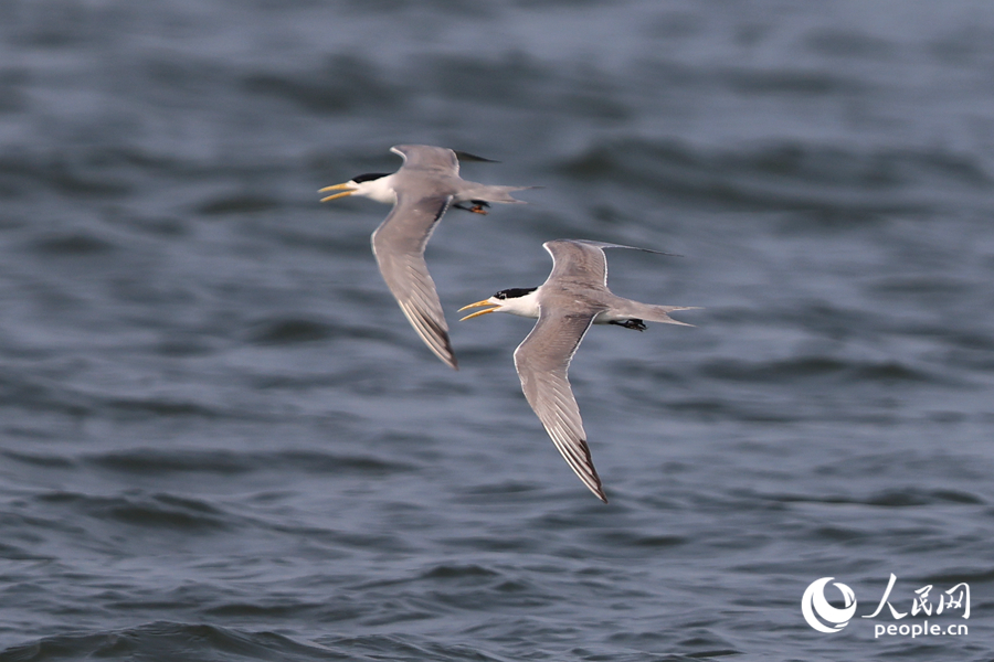 比翼雙飛的大鳳頭燕鷗。人民網(wǎng)記者 陳博攝