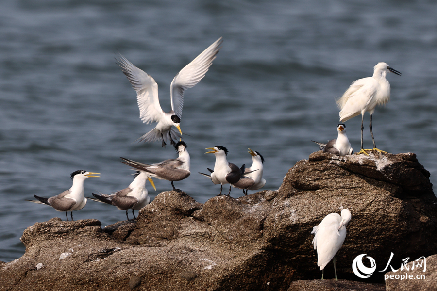 大鳳頭燕鷗在礁石上停留。人民網(wǎng)記者 陳博攝