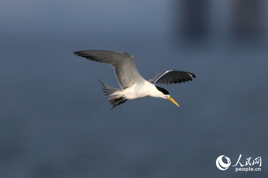 大鳳頭燕鷗在海面上盤旋覓食。人民網(wǎng)記者 陳博攝