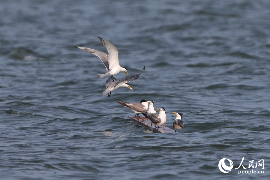 浮在海面上的木板成為大鳳頭燕鷗的臨時“休息站”。人民網(wǎng)記者 陳博攝