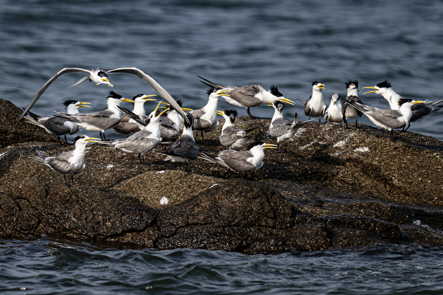大鳳頭燕鷗擁有造型獨特的羽冠，辨識度高。屠天磊攝