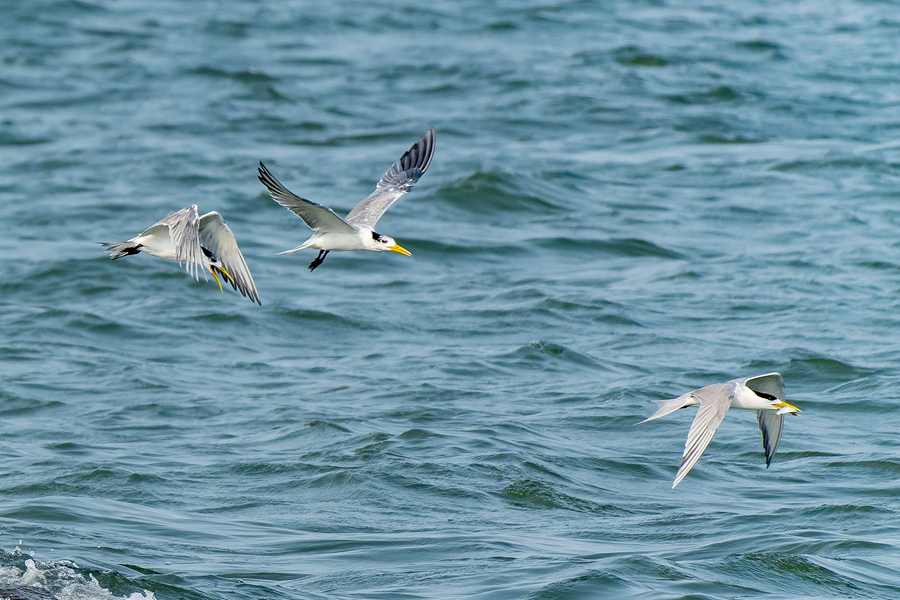 大鳳頭燕鷗在海面上追逐飛行。陳婧怡攝