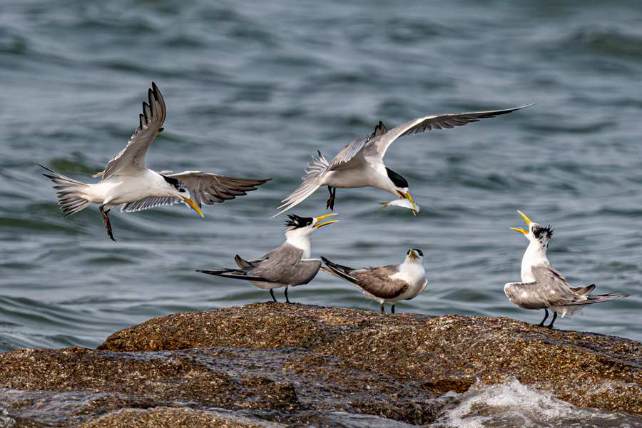 捕魚歸來的大鳳頭燕鷗。屠天磊攝