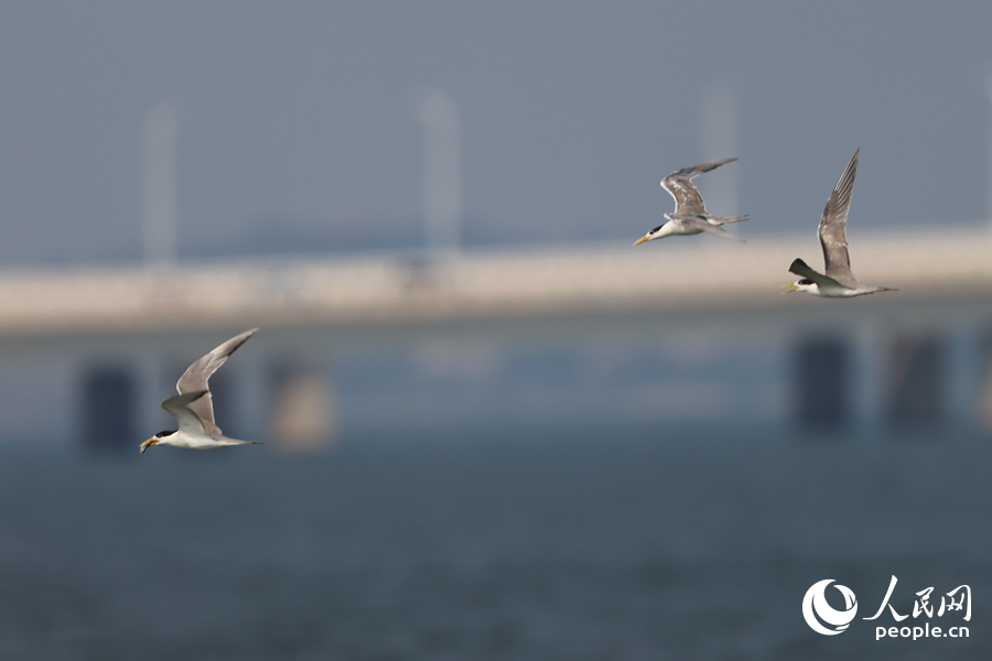 大鳳頭燕鷗在集美大橋旁展翅翱翔。人民網(wǎng)記者 陳博攝