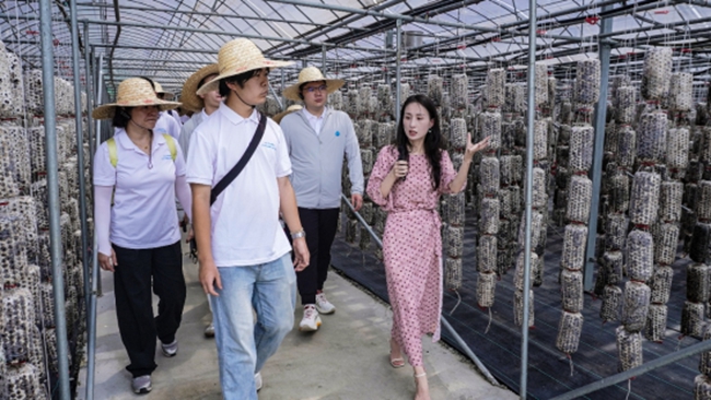 實(shí)踐隊(duì)調(diào)研金米村木耳吊袋種植