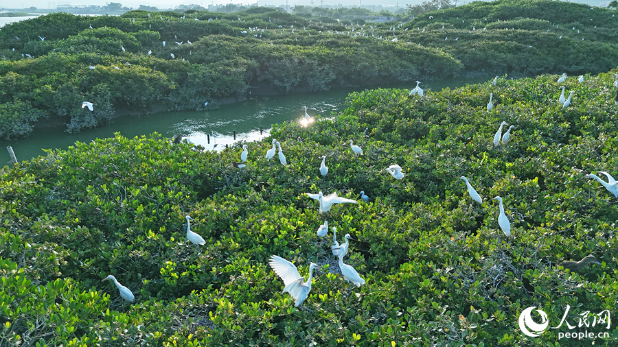數(shù)以千計的鷺鳥在紅樹林枝頭繁衍、棲息。人民網(wǎng) 李昌乾攝