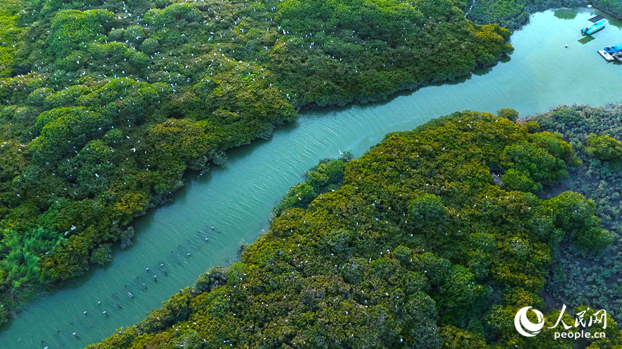 紅樹林枝頭停滿鷺鳥，別有一番景象。人民網(wǎng) 李昌乾攝