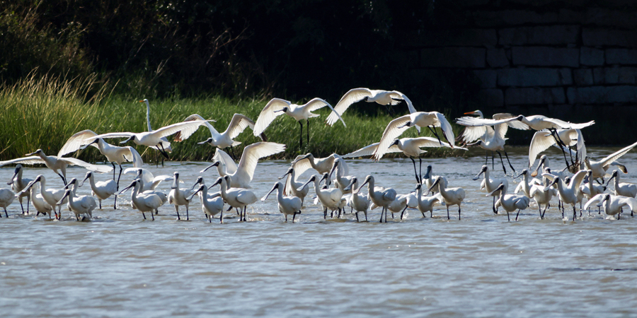 成群黑臉琵鷺棲息于漳江口紅樹林國家級自然保護區(qū)。戴園笙攝