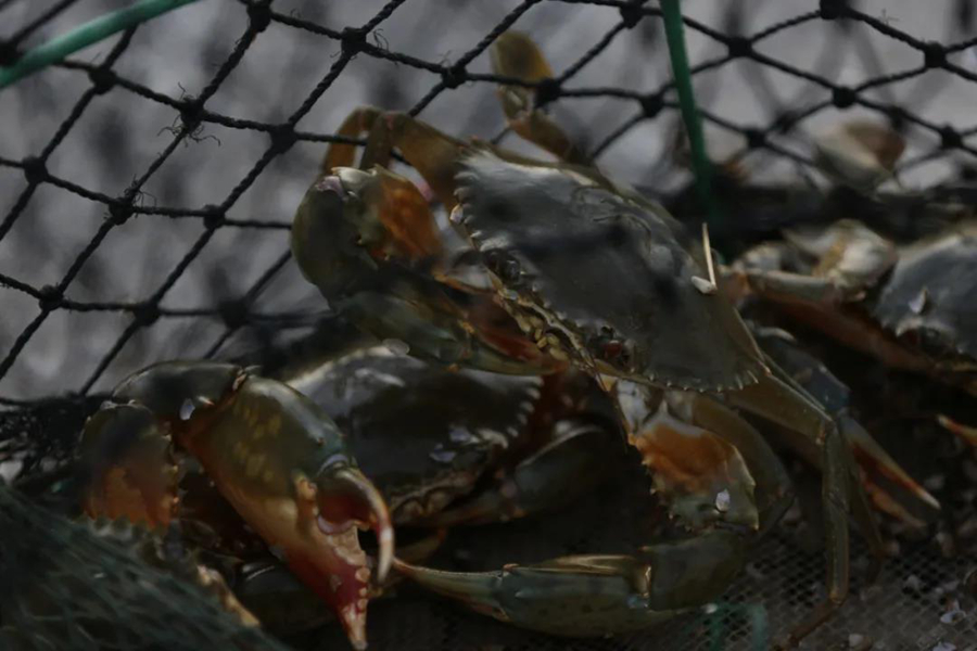 云霄地理標志產(chǎn)品“東廈鋸緣青蟹”。謝勤偉攝