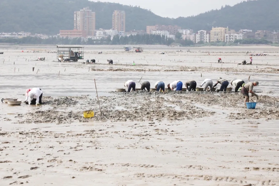 蟶農(nóng)正在采收蟶子