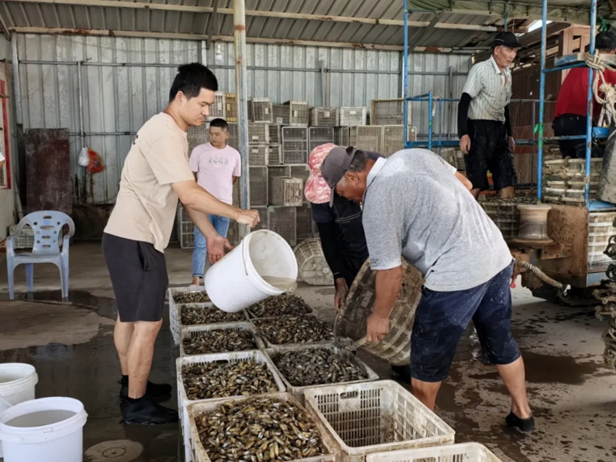 采收上來的蟶子被分揀裝筐