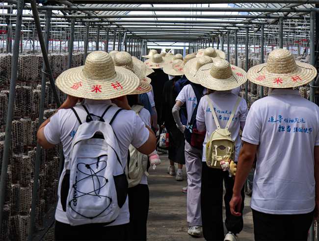 實(shí)踐隊(duì)實(shí)地調(diào)研金米村木耳吊帶種植技術(shù)