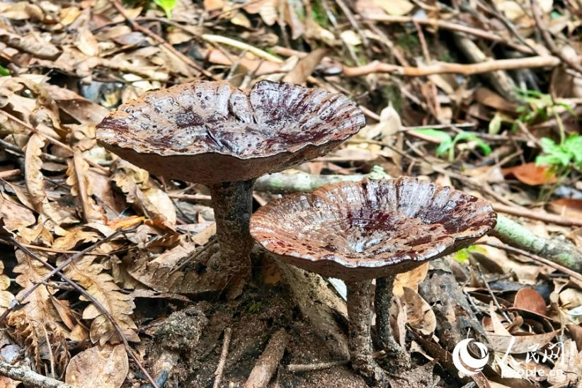 山林里一朵朵黝黑油亮、蓋體飽滿的靈芝悄然生長。人民網(wǎng) 楊灝昱攝