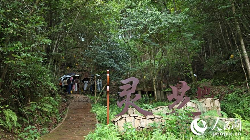 靈芝基地。人民網(wǎng) 李昌乾攝