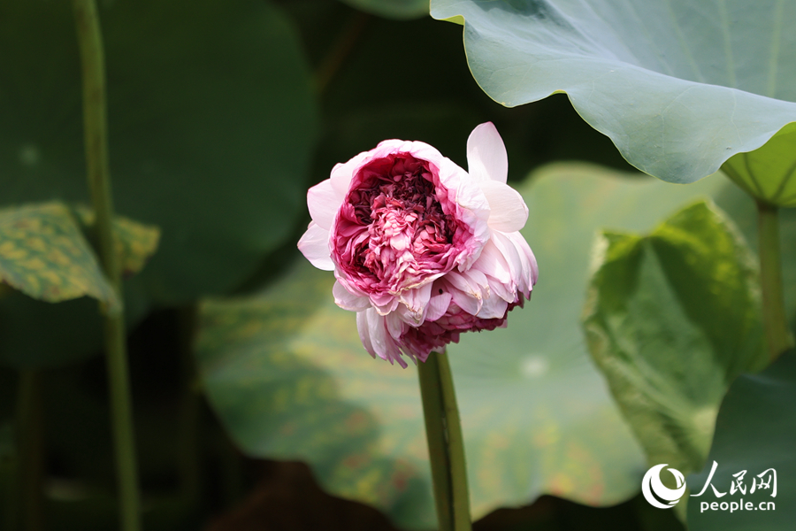 廈門南普陀荷花池中盛開的“品字蓮”。人民網(wǎng)記者 陳博攝
