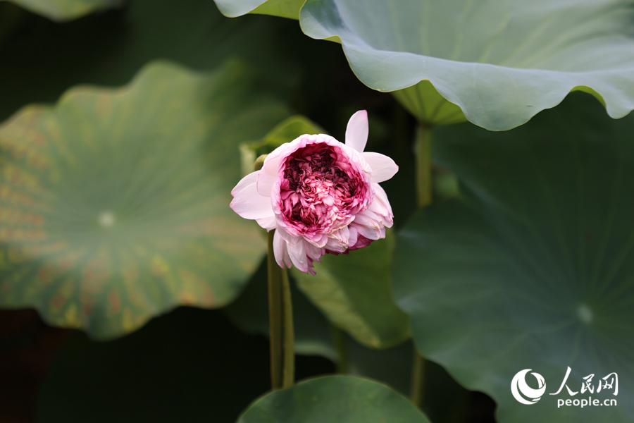“品字蓮”花瓣隨風(fēng)搖曳。人民網(wǎng)記者 陳博攝