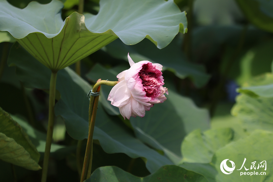 “品字蓮”已被綁上支架，防止倒伏。人民網(wǎng)記者 陳博攝