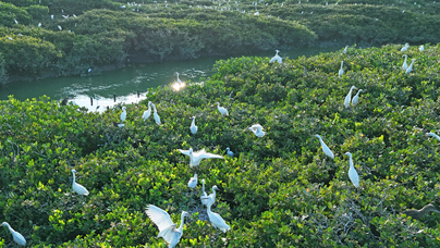 “我和老朋友在紅樹林年年有約”漳江口紅樹林國(guó)家級(jí)自然保護(hù)區(qū)共記錄有鳥類160種，其中被列入國(guó)家重點(diǎn)保護(hù)名錄的鳥類20多種，是名副其實(shí)的“鳥類天堂”。