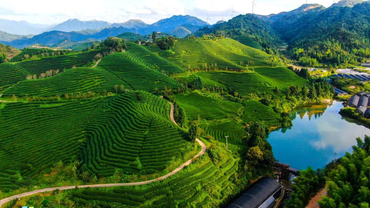 張朝榮家在大陸的千畝茶園。受訪者供圖