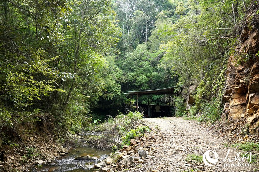 叢林掩映的簡易鳥點。人民網(wǎng)記者 蘭志飛攝