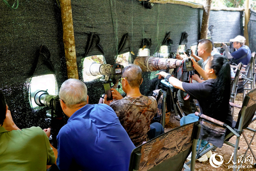 小小的觀鳥點擠滿了觀鳥愛好者們，大家聚精會神地拍攝著。人民網(wǎng) 楊灝昱攝