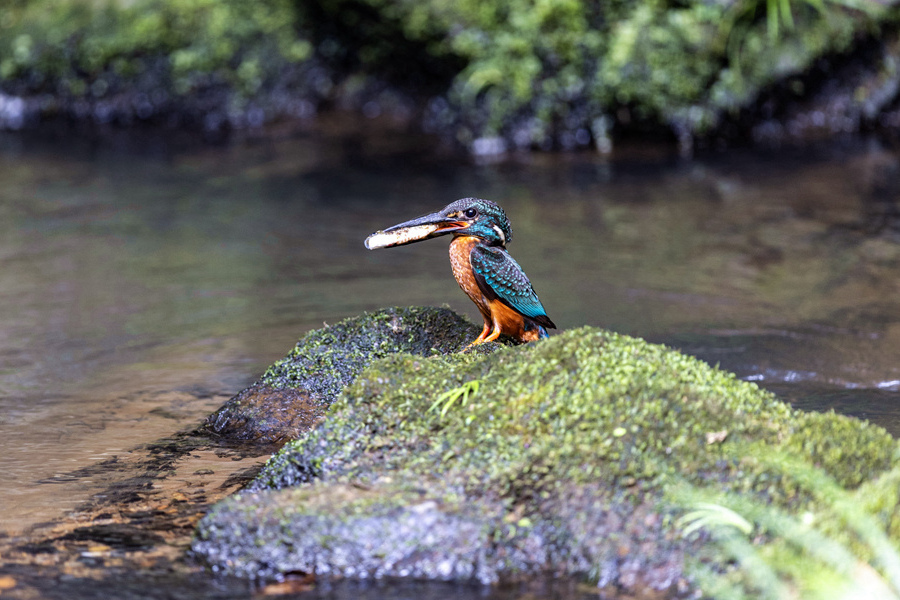 “鳥友”鏡頭下的斑頭大翠鳥。江月蘭攝