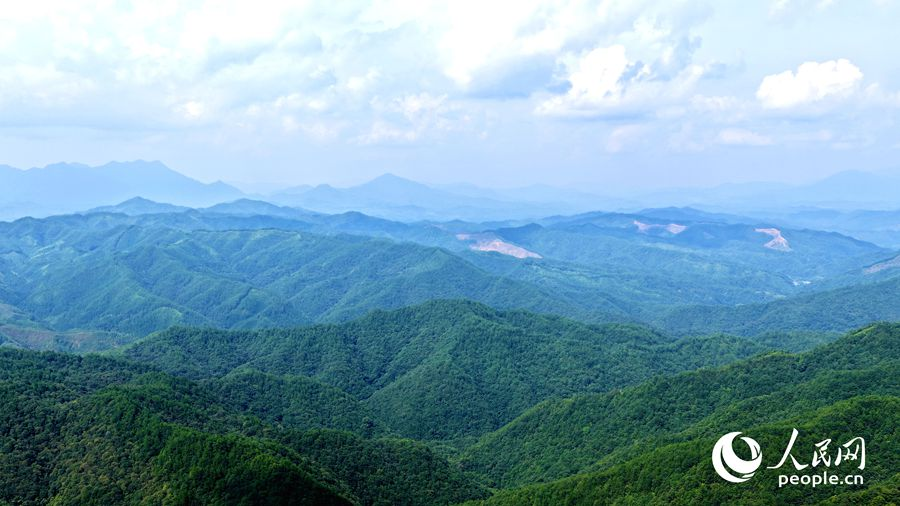 明溪山林。人民網(wǎng)記者 蘭志飛攝