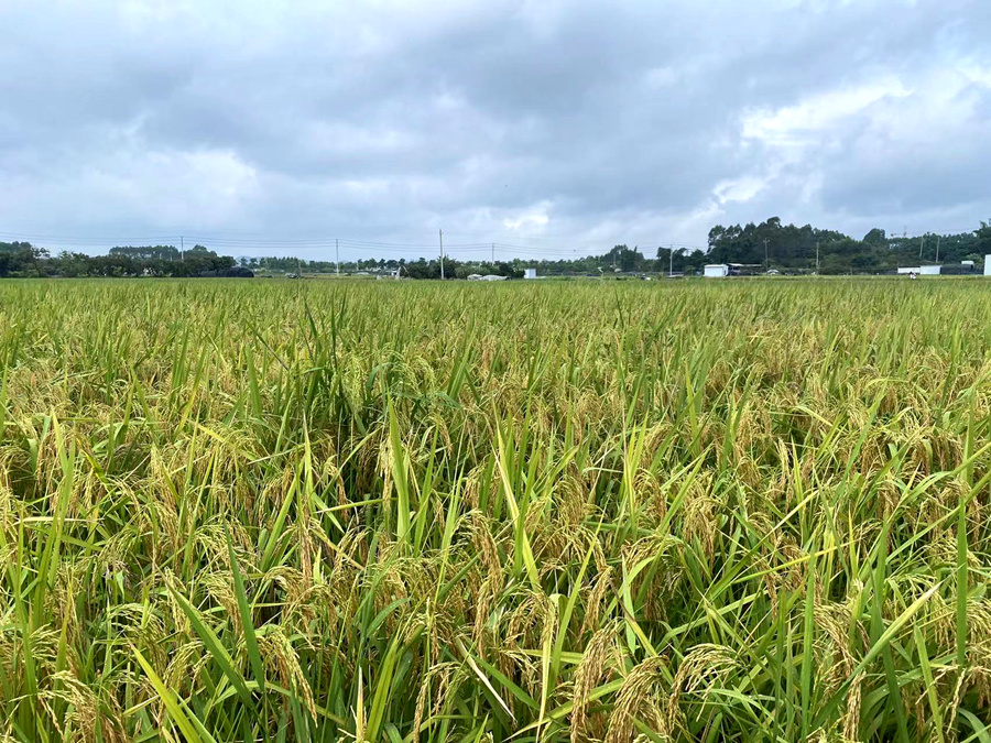 位于漳州的一處高標(biāo)準(zhǔn)農(nóng)田。漳州市農(nóng)業(yè)農(nóng)村局供圖