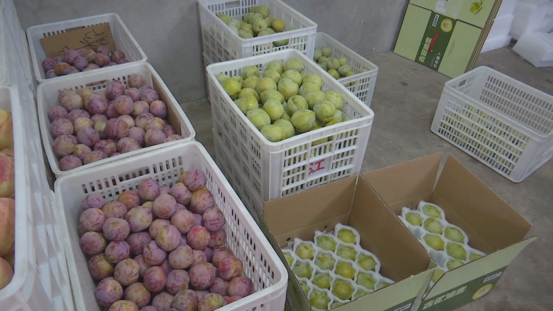 大量新鮮上市的油柰和芙蓉李